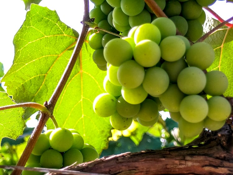 Brazilian study suggests white grape juice may offer weight management benefits