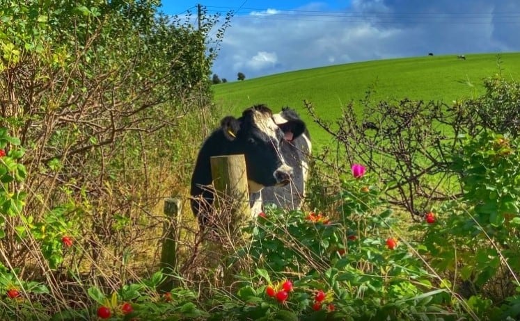 Method-to-drive-innovation-by-mixing-cow-milk-with-plant-protein.jpg
