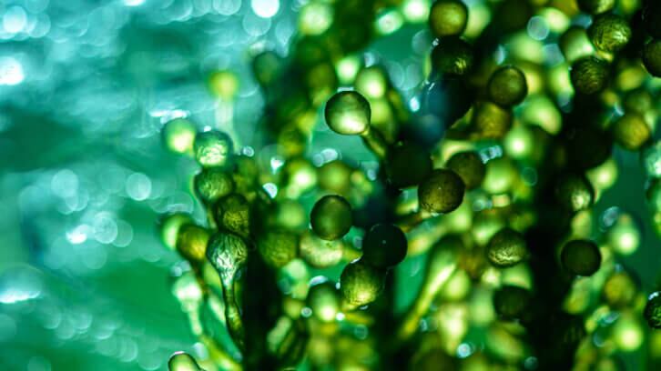 Mara partners with Checkerspot to ferment microalgae-based omega-3s