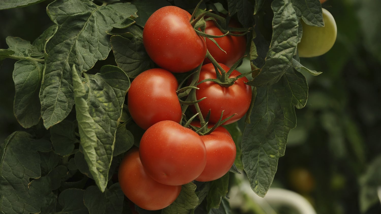 Lycored's ingestible skin health solutions to drive further expansion into APAC