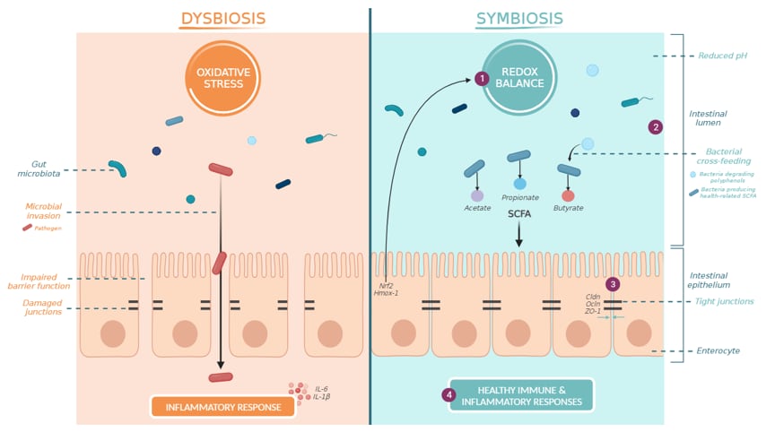 Visual illustration of the mechanism of action behind Biombalance