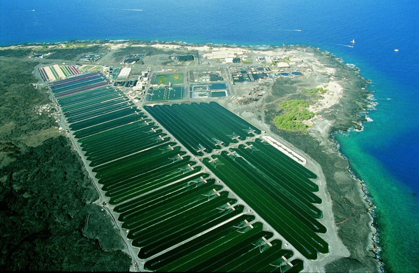Cost-cutting-helps-algae-producer-Cyanotech-post-slim-profit.jpg