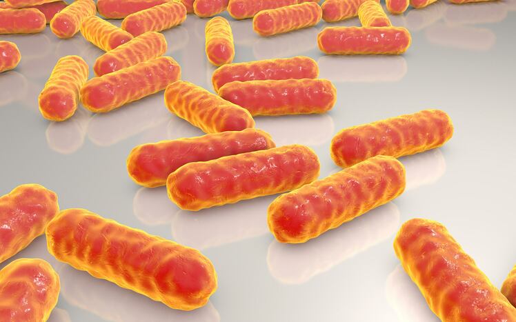 High fat and protein diets may worsen hospital infection