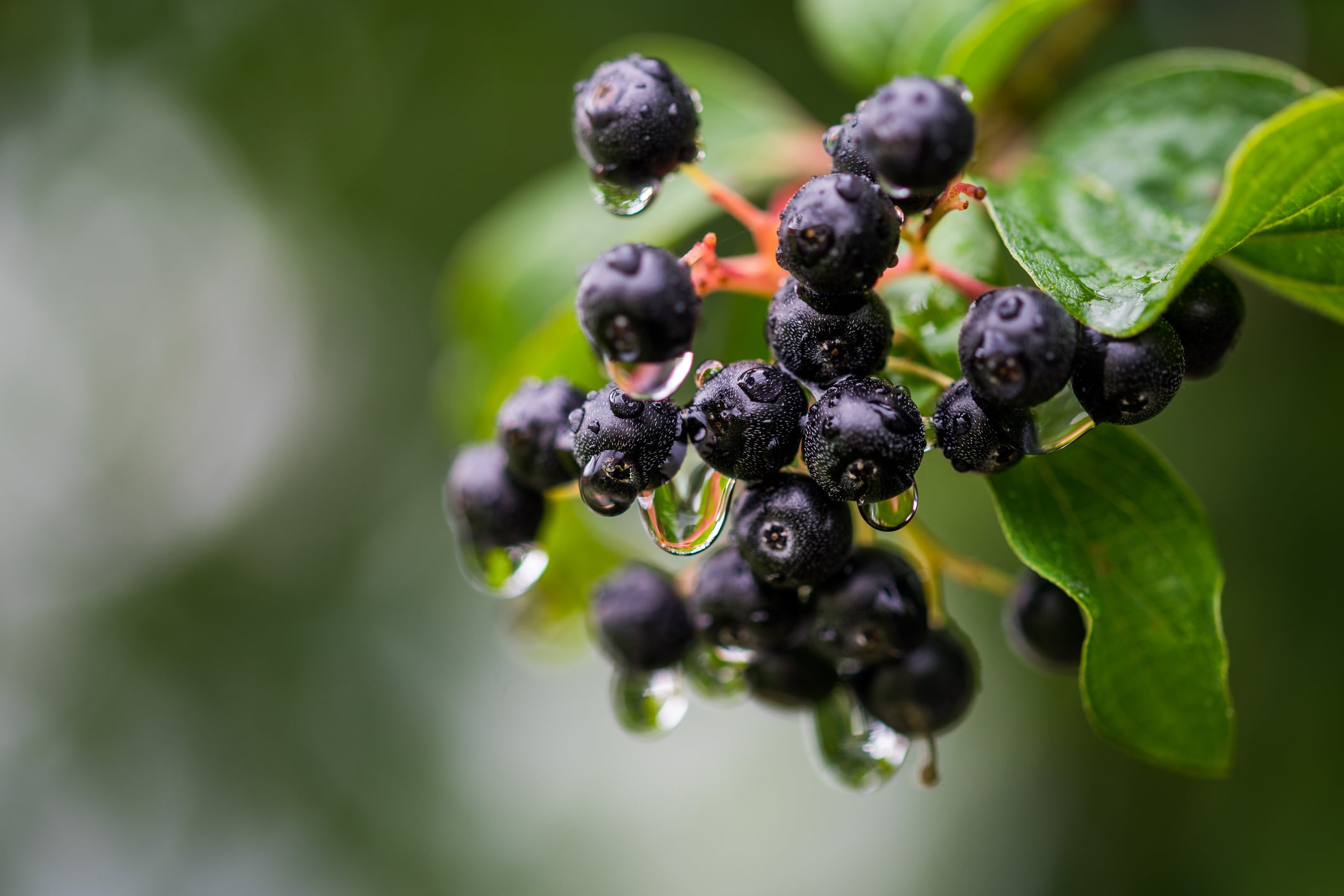 Aronia may aid recovery in athletes via changes in inflammatory markers: Study