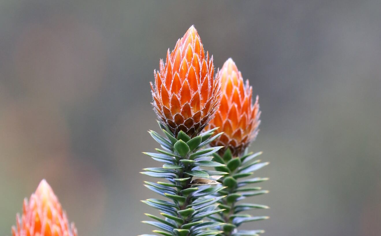 Ecuadorian-Chuquiraga-may-be-important-source-of-bioactives.jpg