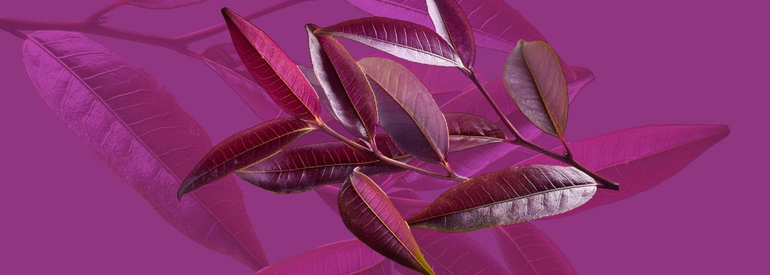 Purple-tea-Camellia-sinensis-enhances-GLP-1-signaling.jpg