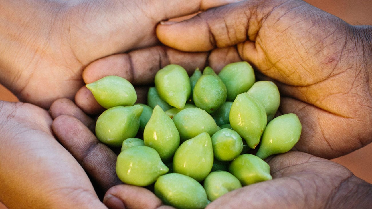 Plum potential: Supplements and functional food opportunities eyed for gubinge