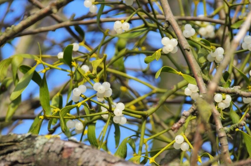 Mistletoe-C-iStockPhoto-LianeM.jpg