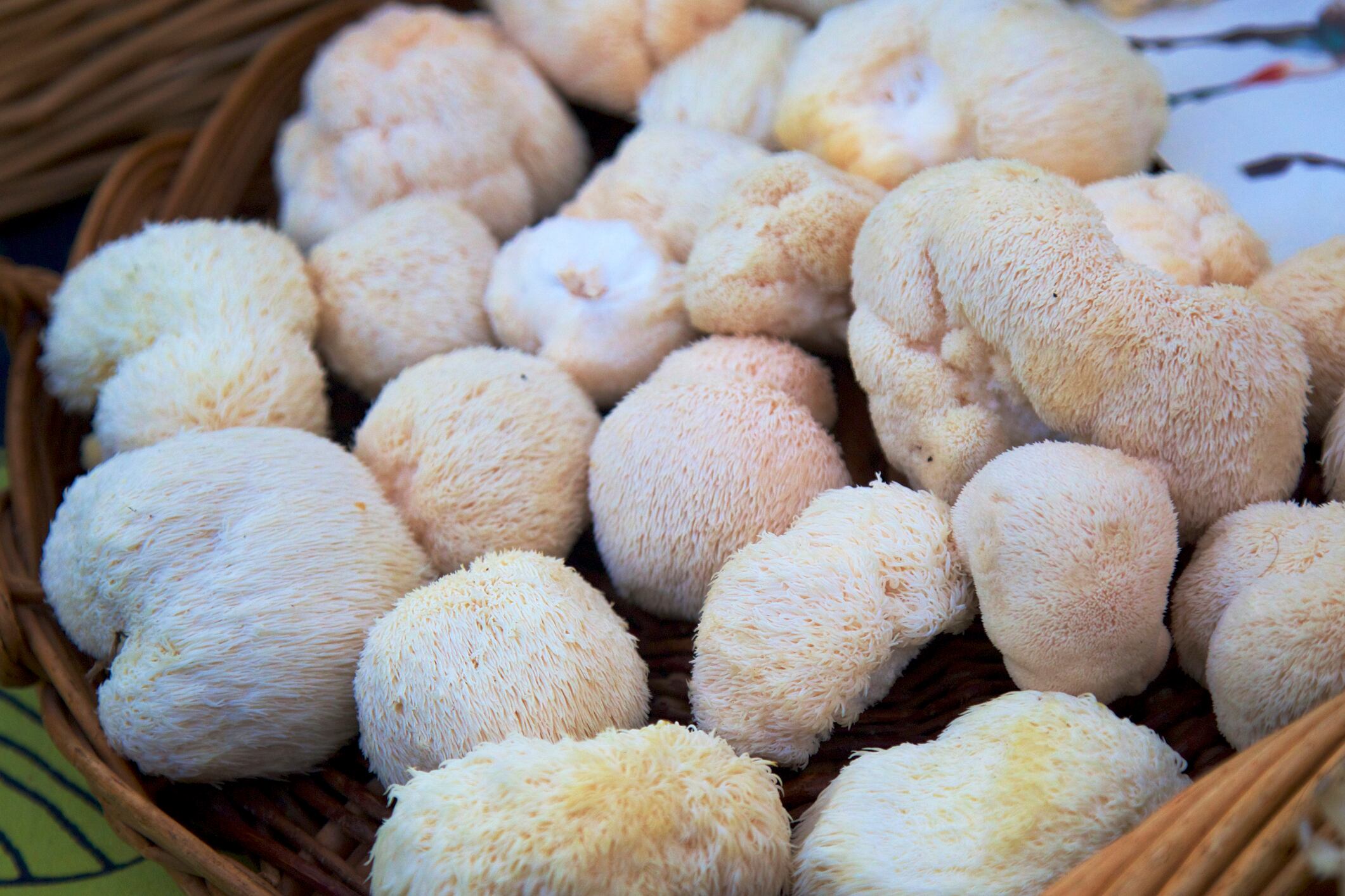Study supports anti-ageing, neuroprotective properties of mushroom extracts