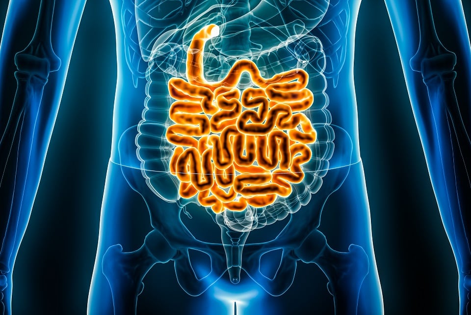 Biotin-deficiencies-linked-to-gut-inflammation-and-IBD-study-suggests.jpg
