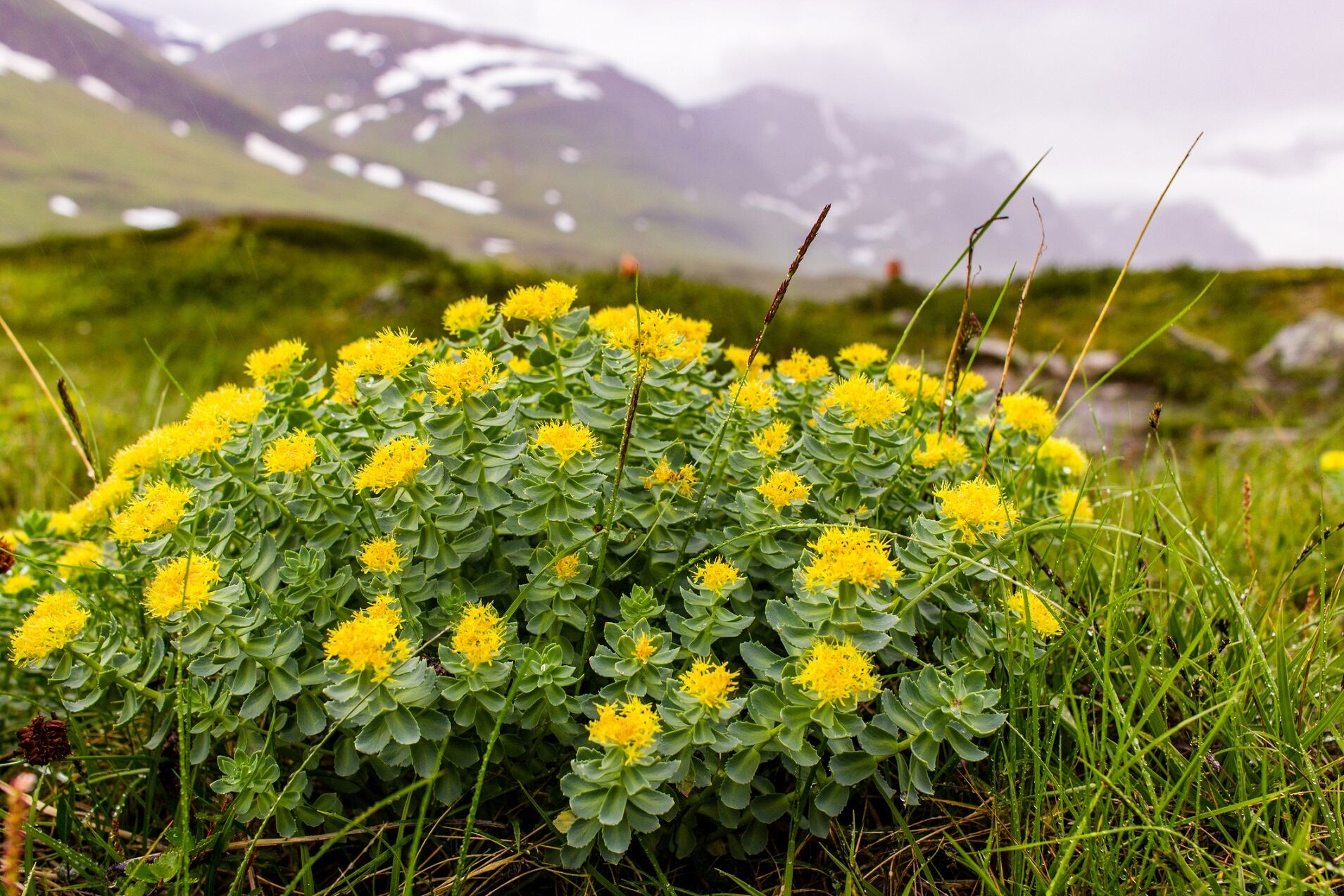 Rhodiola extract may support blood sugar management, metabolic health: Study