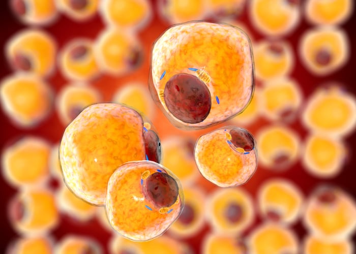 Study-reveals-potential-for-N-acetylcysteine-NAC-to-reduce-obesity-complications.jpg