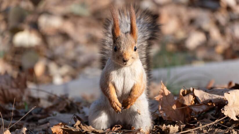 No more chasing squirrels: Supplement industry refocuses on regulatory risk