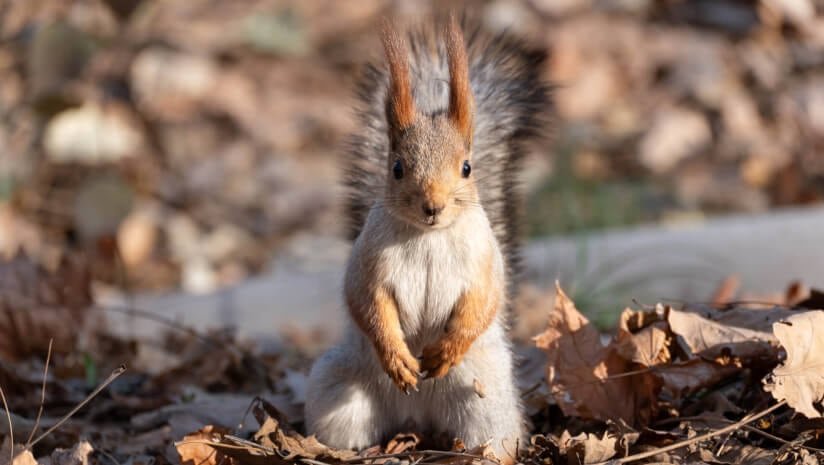 Legal counsels and regulatory experts gathered at the 14th Annual ACI-CRN Legal, Regulatory & Compliance Forum on Dietary Supplements to discussed how to best keep up with the current pace of regulatory and policy activity, which one panelist described as chasing squirrels.
