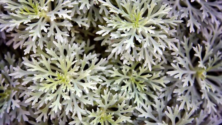 Liver fears: NZ health ministry issues further warning over supplement ingredient