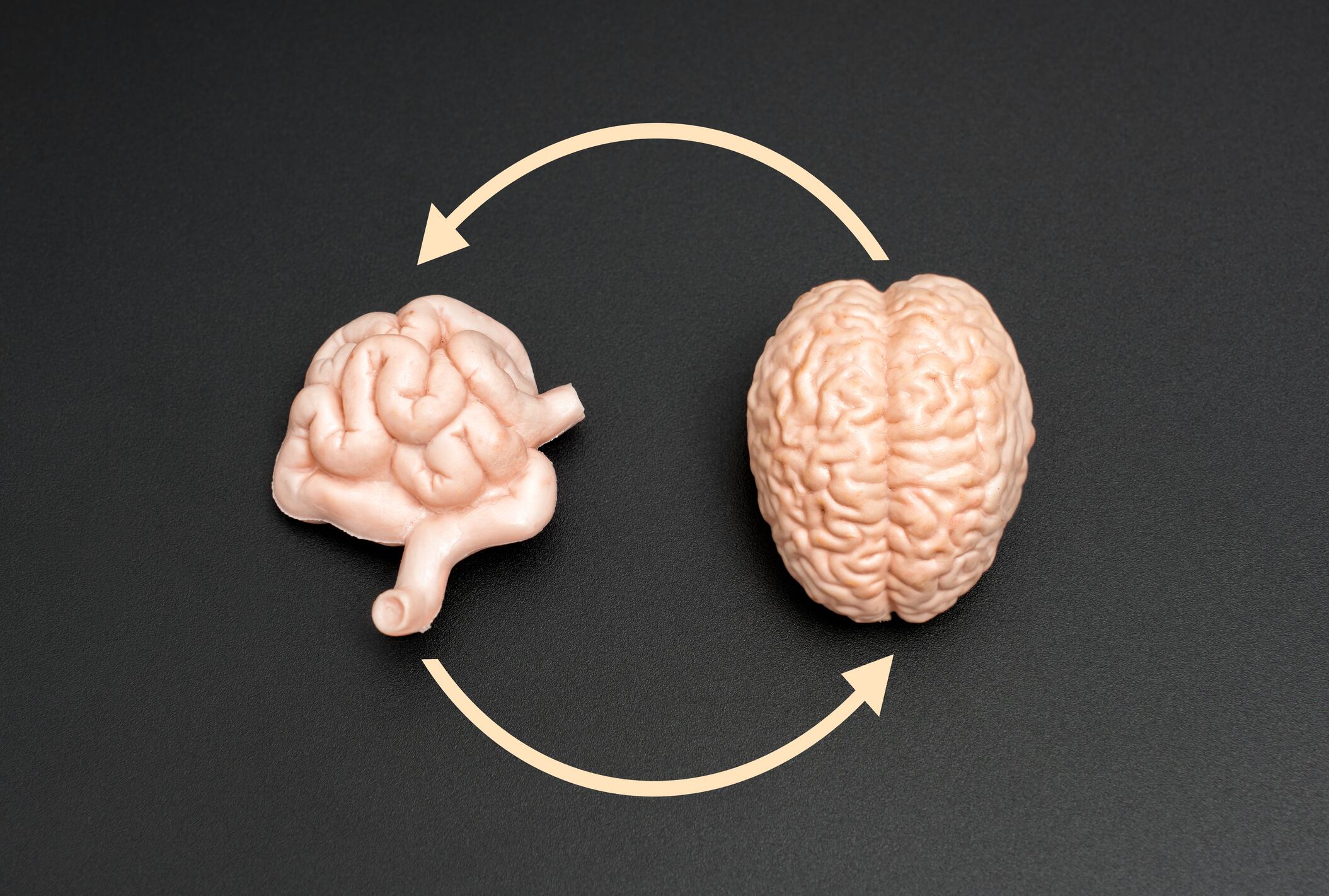 Probiotic may enhance cognitive function in mild impairment: Study