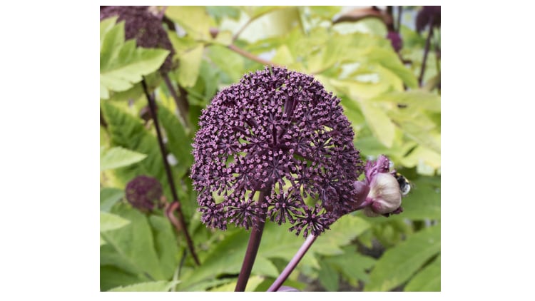 RCT shows Korean dang-gui’s benefits for reducing triglyceride levels