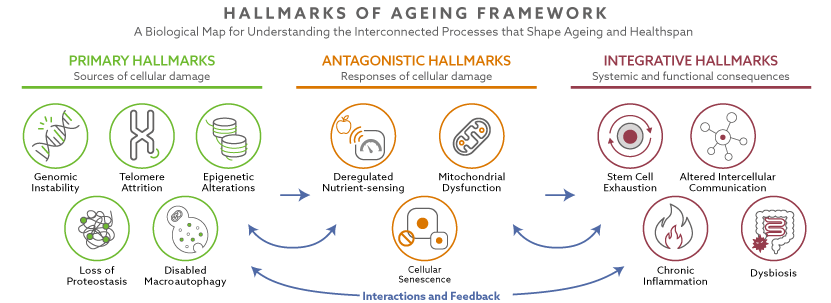 Figure 1. The hallmarks of ageing: A biological map for understanding ageing and healthspan
