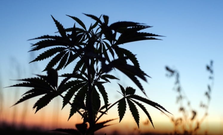 German govt and Euro hemp trade group clash over CBD status