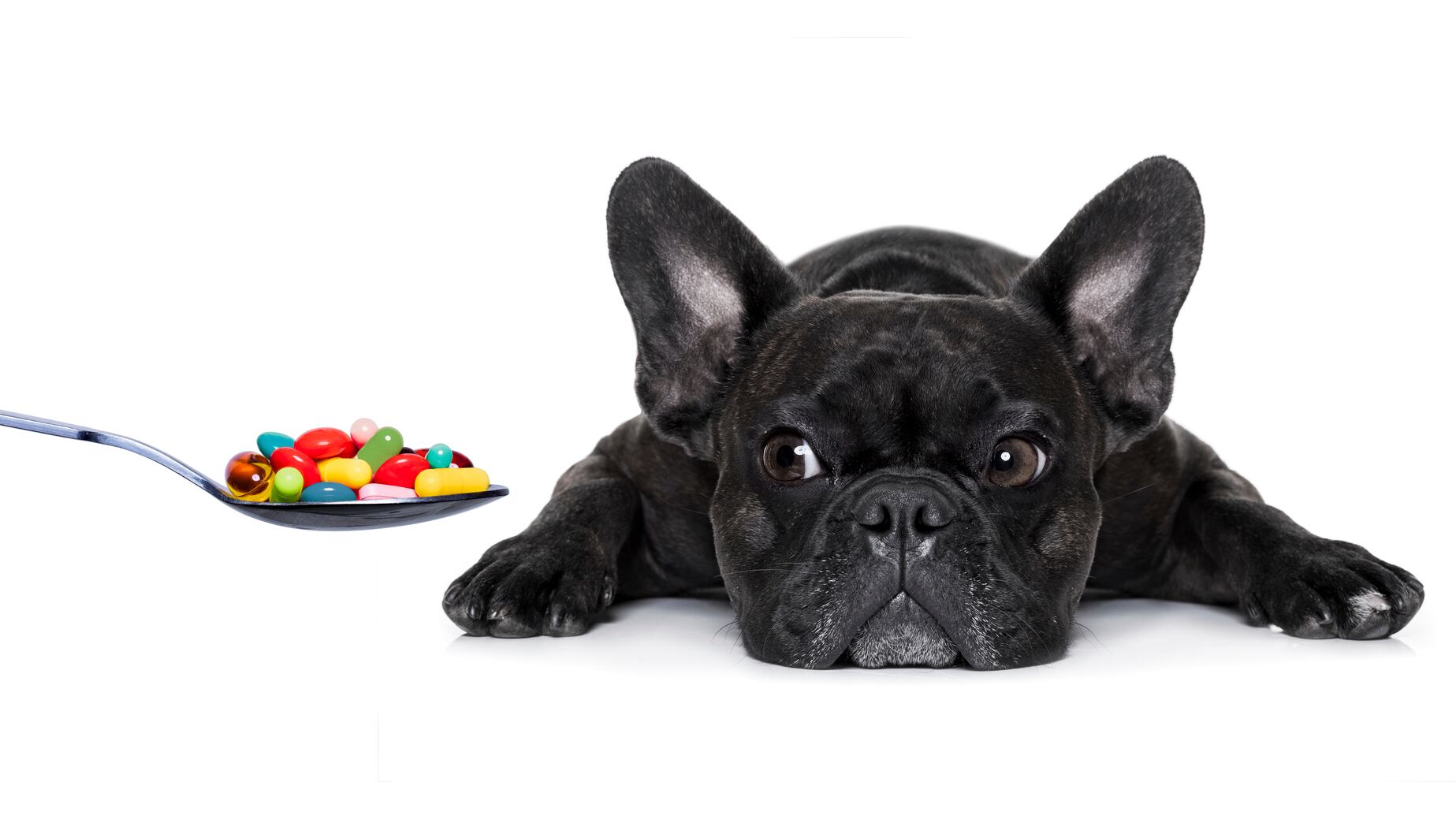 Pets-supplements-C-iStock-damedeeso.jpg