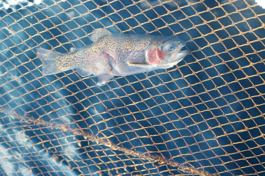 Salmon-farmed-fish.jpg