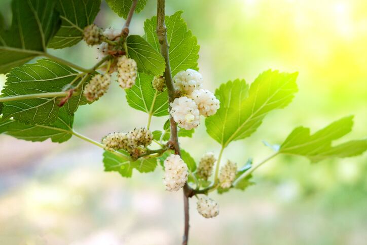Double champion: Phynova takes mulberry leaf extract beyond sugar control 