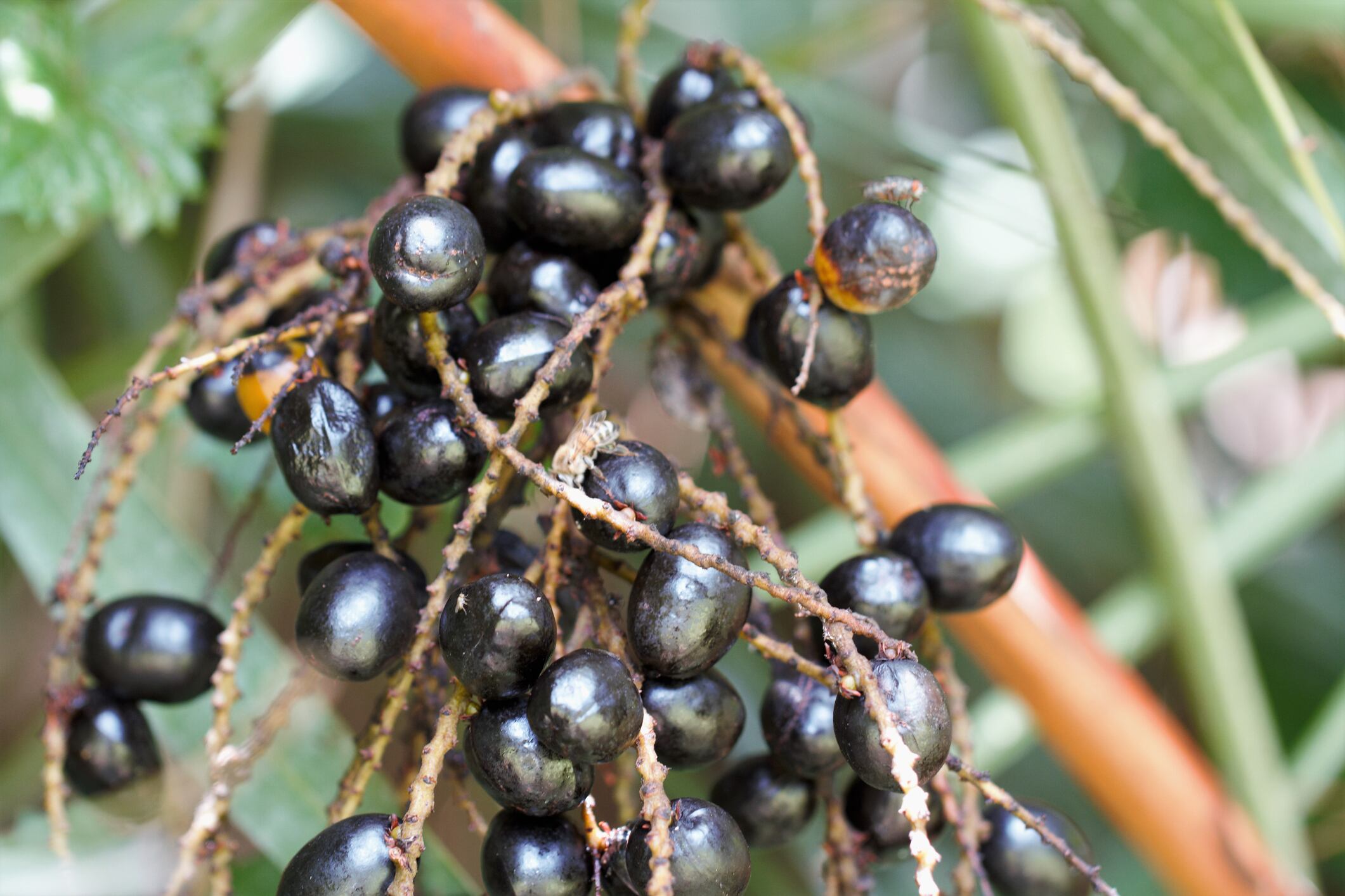 Study-unlocks-Saw-Palmetto-extract-s-prostate-health-mechanism.jpg
