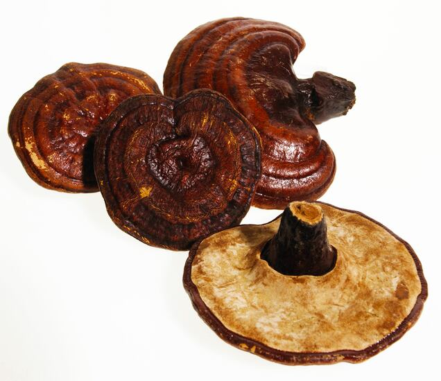 Study-finds-different-gastroprotective-potential-for-reishi-components-based-on-molecular-weight.jpg