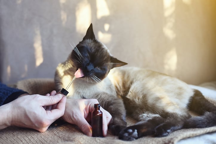 Industry watchdog: Over half of CBD products for pets make incorrect label claims 