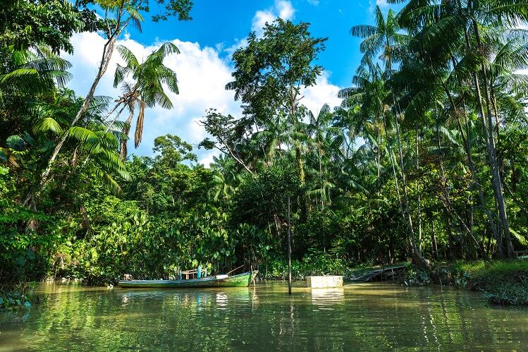 Study proposes novel, digital approach to finding ascorbic acid in the Amazon’s remote corners
