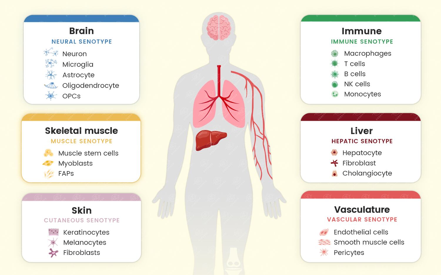 Tissue-specific senotypes