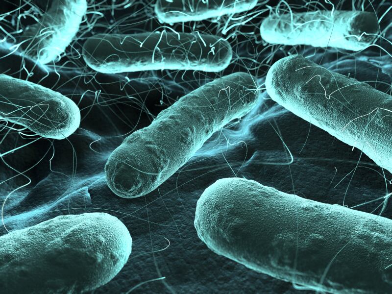 bacteria-pathogens-infection.jpg