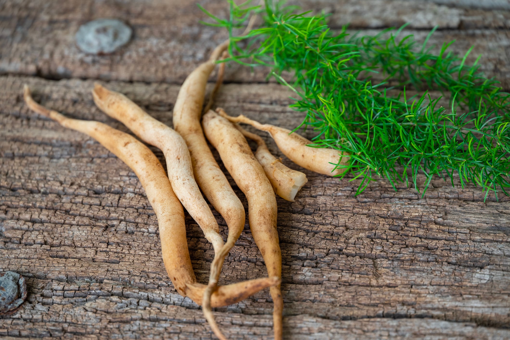 Shatavari or Asparagus racemosus roots on wooden background. herbal or ayurvedic medicine