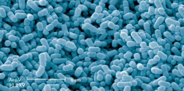 saccosystem_multimedia_bacteria_600x300.jpg