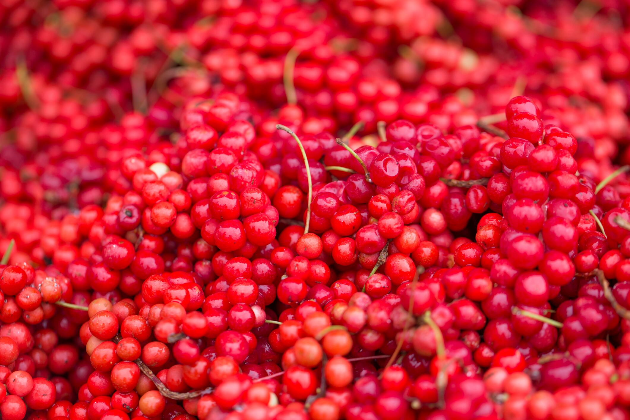 Schisandra plus soybean may help with blood sugar control: RCT