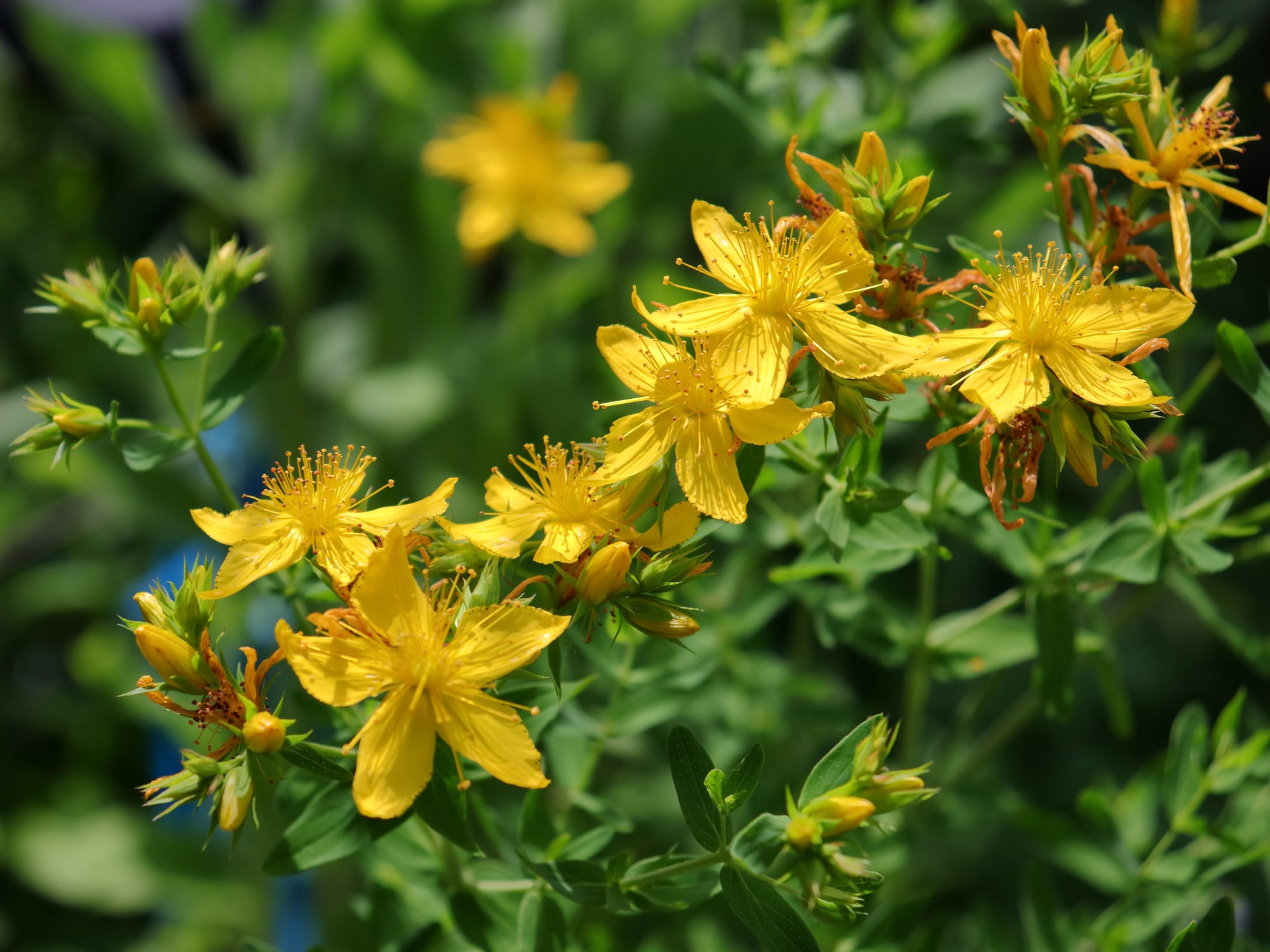 St John's wort (Hypericum perforatum) blossoms up close with bright sunlight illumination and selective focus.