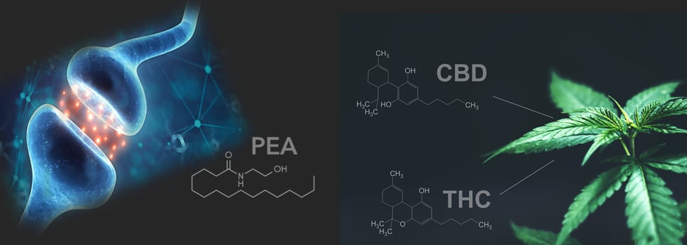 The-Magic-of-CBD-vs.-The-Science-of-PEA.png