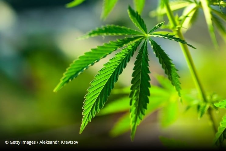 Brains Bioceutical anticipates Spring launch of pharma-grade CBD ingredient