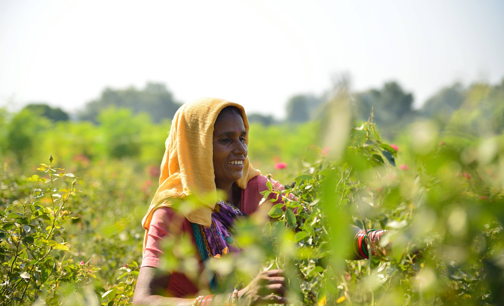 Herbal supplement specialist Organic India first in the industry to get certified by Fairtrade America