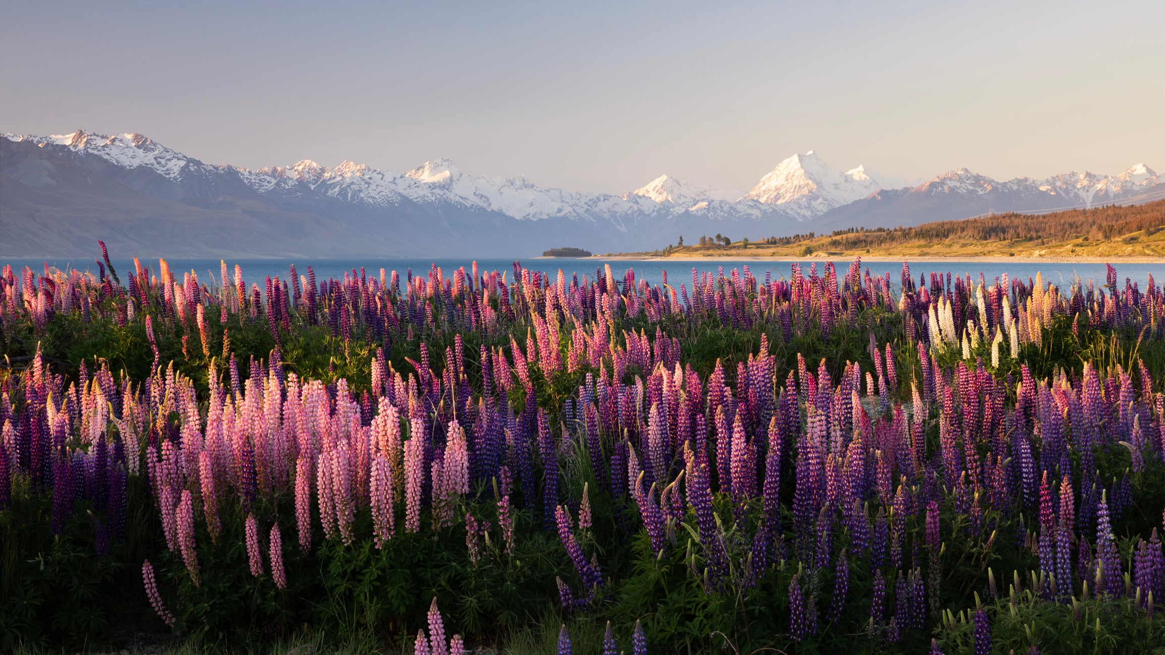 The setting sun highlights the multicolored lupines growing wild along the shoreline of Lake Pukaki. In the background are the Southern Alps, including Mt Cook, New Zealand's highest mountain.