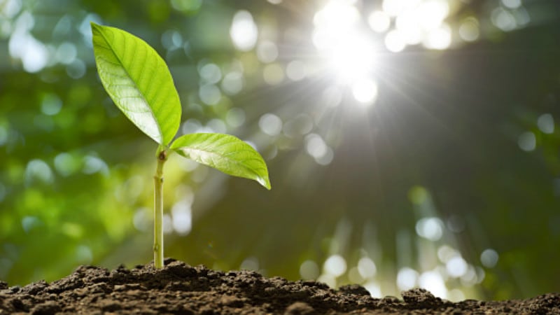 Alt Protein Watch: Australia's plant-based labelling war, Shandi's new Singapore facility, Plant Power's online launch and more feature in our round-up