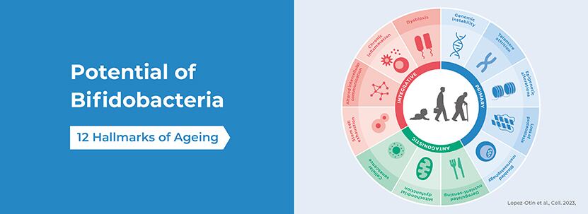 Potential of bifidobacteria