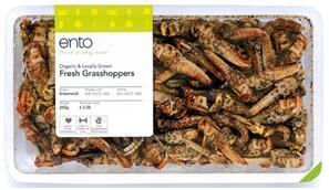 grasshoppers.jpg