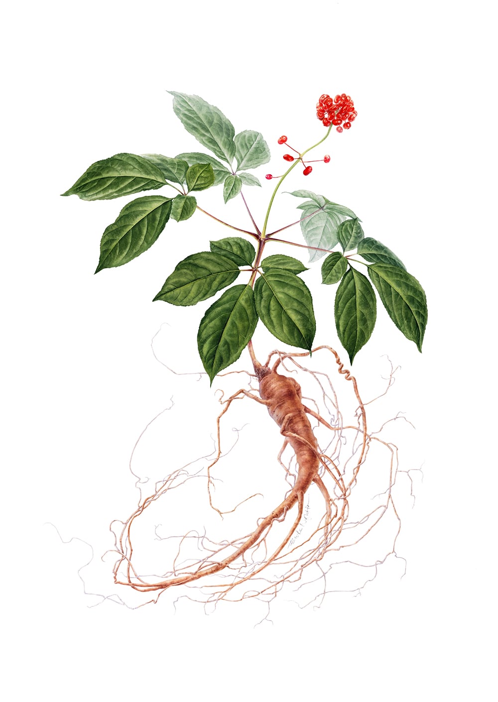 Panax-Ginseng-Illustration-MD.jpg