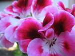 geranium.jpg