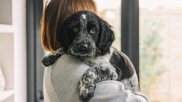 Q&A: National Animal Supplement Council president talks state of pet biotics
