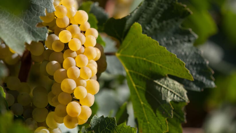 There has been growing interest in the phenolic compounds of red wine and their link to cardiovascular protection. However, white wines and their grapes have received less attention.