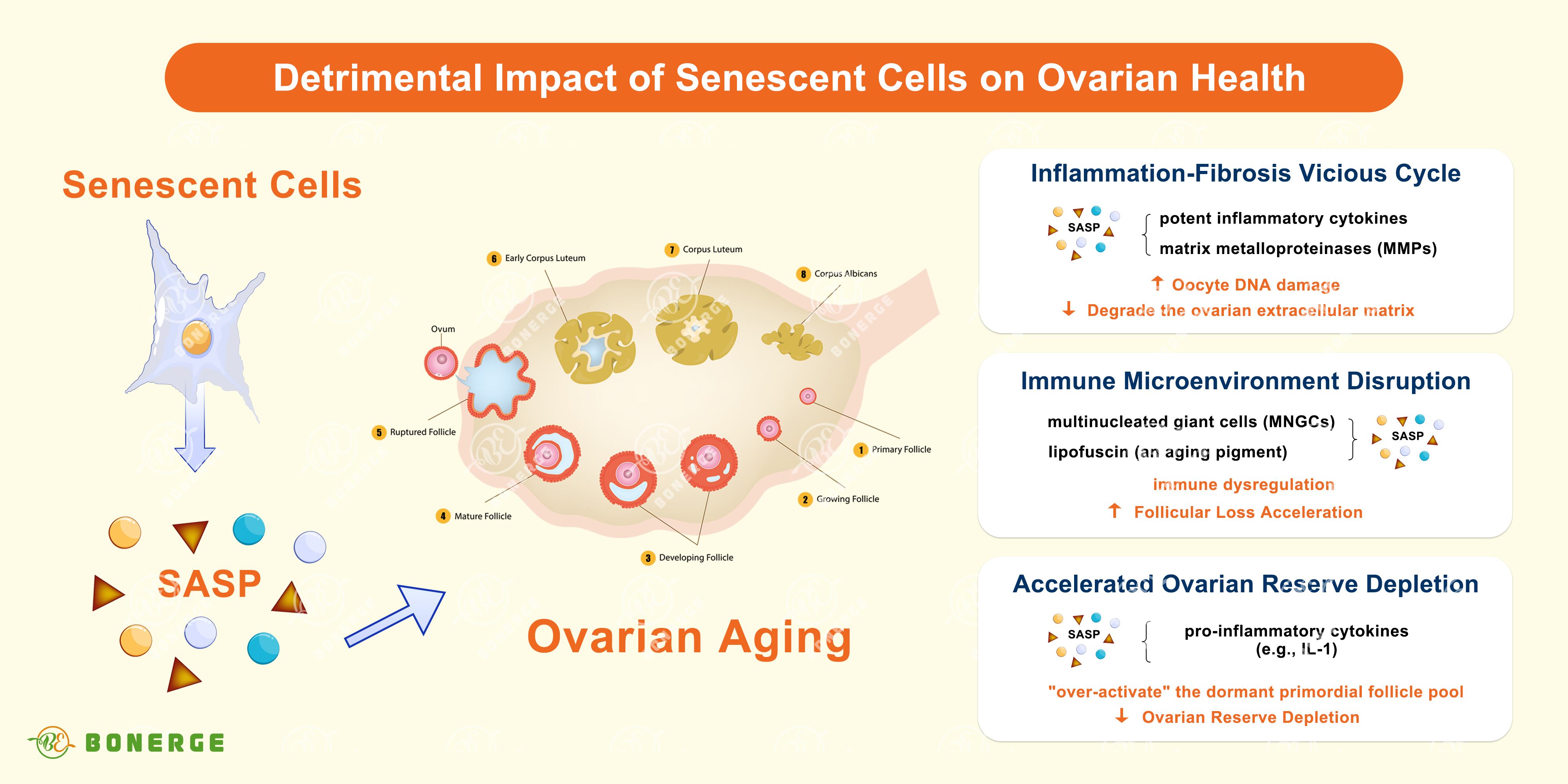 Figure 2: Detrimental impact of senescent cells on ovarian health