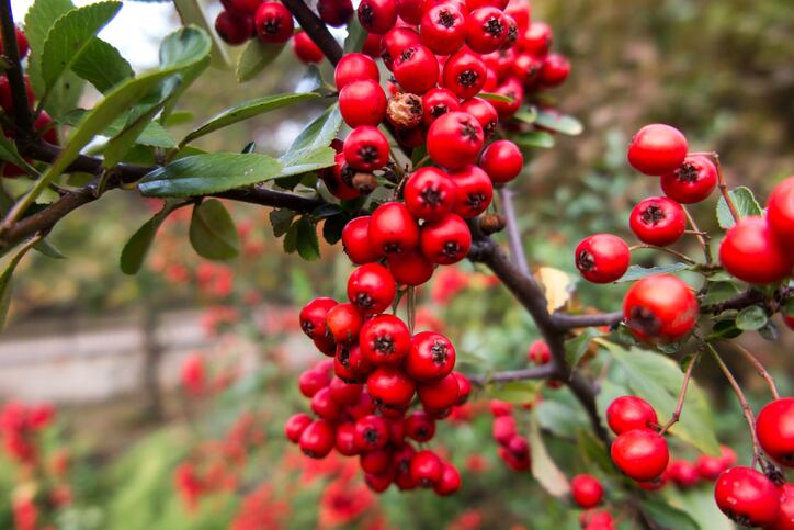 NOW-unveils-new-method-for-finding-pesticide-residues-in-complex-botanicals.jpg