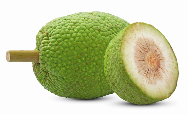 Researcher: “There is enormous potential for breadfruit in the protein sector” 
